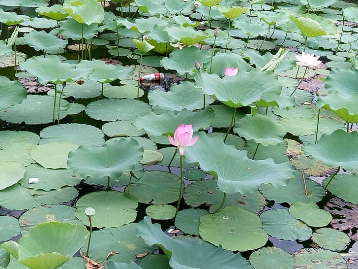 kukka, Lotus, lampi, vihreä