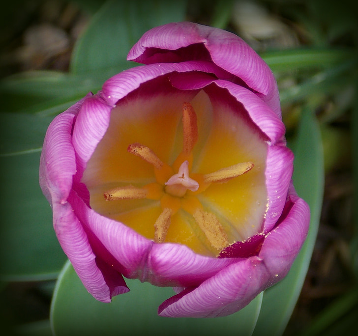 tulipán, tavaszi, tavaszi virágok, lila, kert, kerti virágok, virágzott