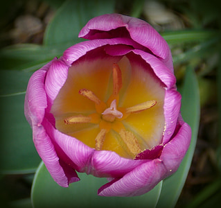tulipas, Primavera, flores da Primavera, roxo, jardim, flores no jardim, floresceu