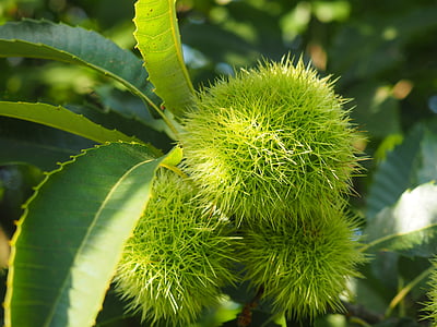 chestnut, nature, tree, tree fruit, prickly, fruits