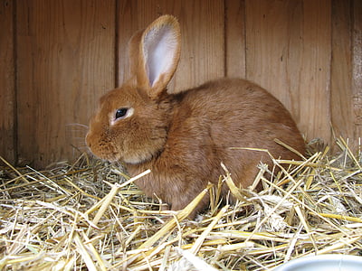 hare, animal, rabbit, easter bunny, fur, stall, rabbit hutch