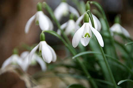 snowdrop, flower, early bloomer, spring flower, signs of spring, great snowdrops, frühlingsanfang