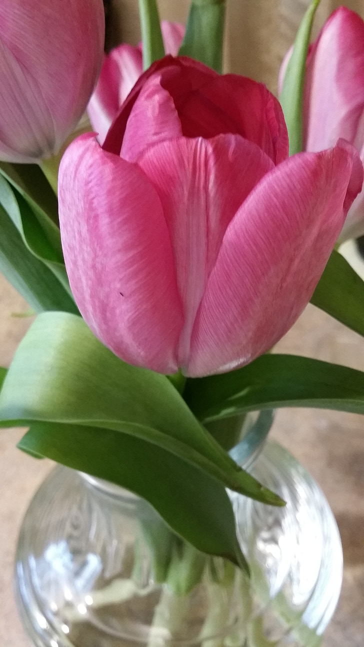 bunga, merah muda, hijau, alam, Blossom, warna, daun