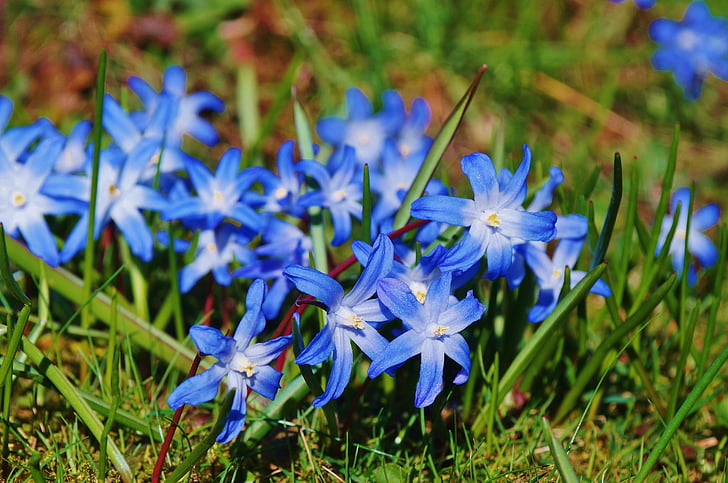 hvězda hyacint, Hyacint, jarní květiny, světlé, modrá, mnoho květin, květiny