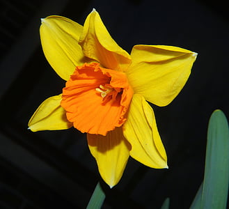 Narcizas, Narcizas, žiedų, žydėti, gėlė, pavasarį, gėlės