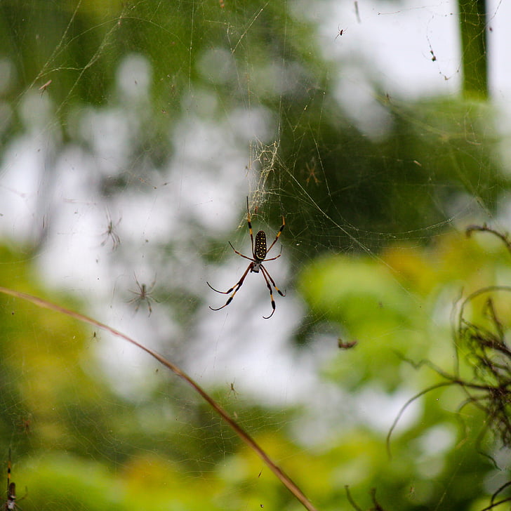 edderkopp, Jamaica, Web, stranden, Karibia, jungelen, natur