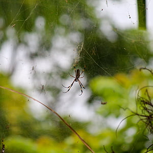 spider, jamaica, web, beach, caribbean, jungle, nature