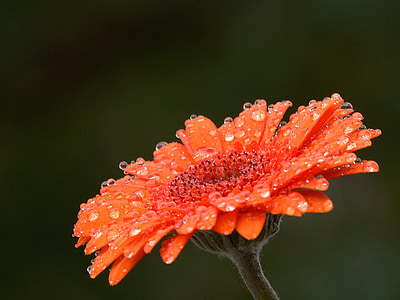 kvet, dážď, letné, začiatkom leta