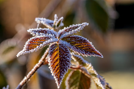 Blätter, Raureif, Frost, Kälte, Blatt, gefroren, Winter