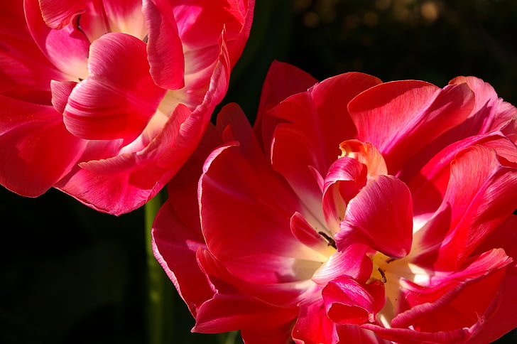Tulip, merah, bunga, musim semi, alam, bunga, mekar