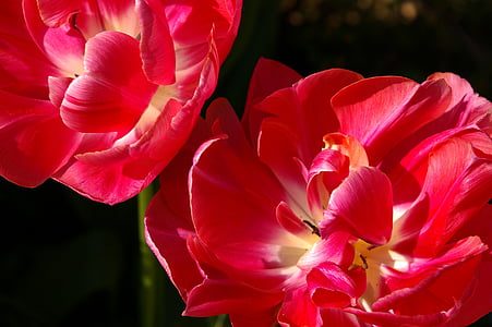 Tulip, merah, bunga, musim semi, alam, bunga, mekar