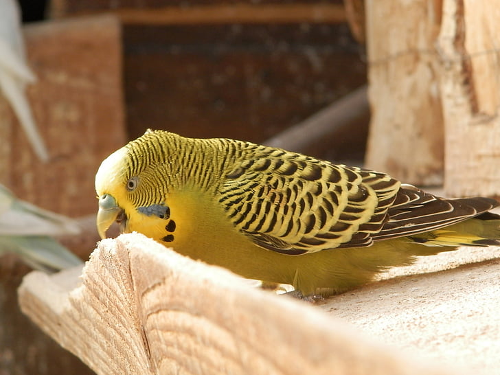 bird, parakeet, parakeet corrugated, animals, wood, animal, nature