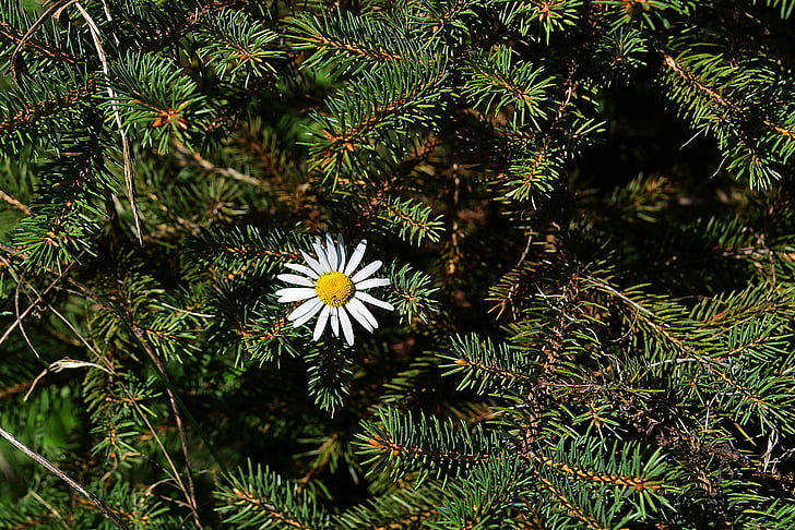 marguerite, spruce branches, forest, plant, forest floor, flower, no people