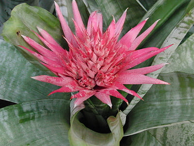 aechmea striped, aechmea fasciata, pink flower, plant, flower, ornamental plant, bloom