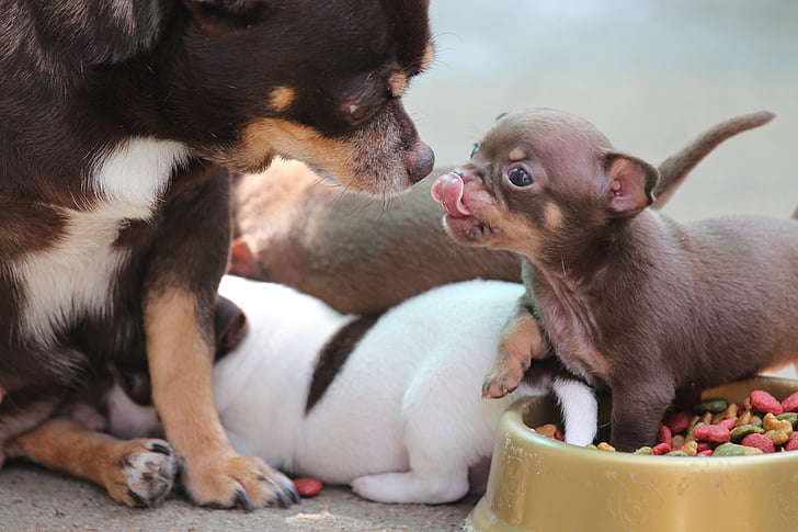 Chihuahua, anjing, anjing, Manis, hewan peliharaan, berkembang biak, hewan