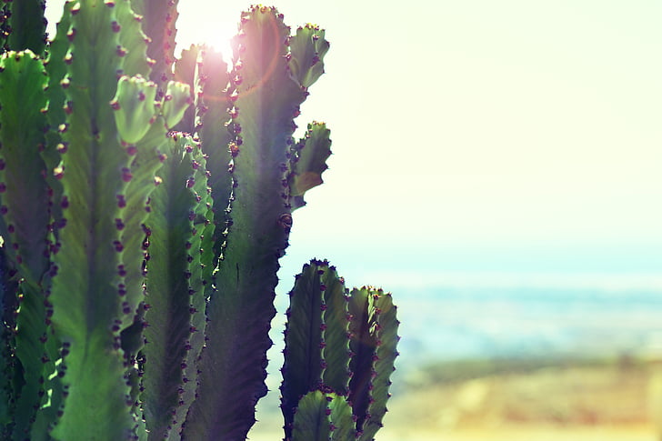 Cactus, plant, zonnige, hemel, cactussen, woestijn, groei