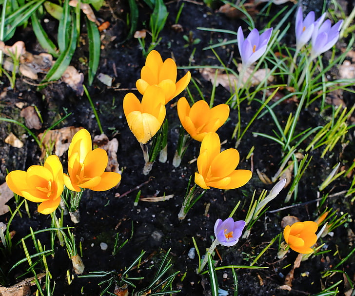 krokus, bloemen, lente, sluiten, bühen, zonnige, kleurrijke