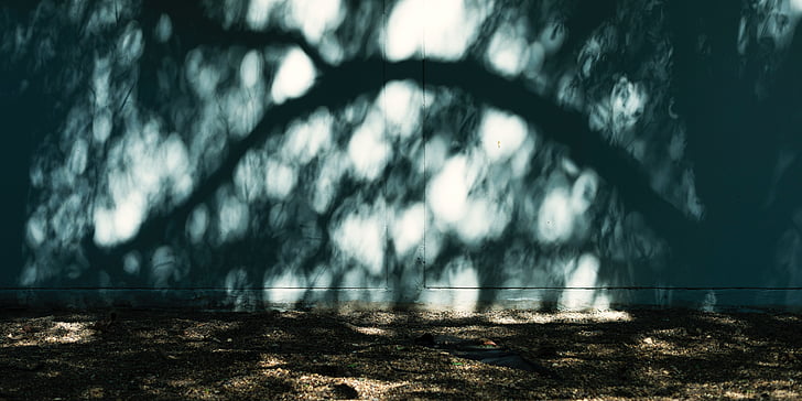 concrete, sunlight, wall, tree, shadow