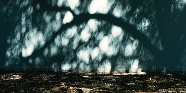 hormigón, luz del sol, pared, árbol, sombra