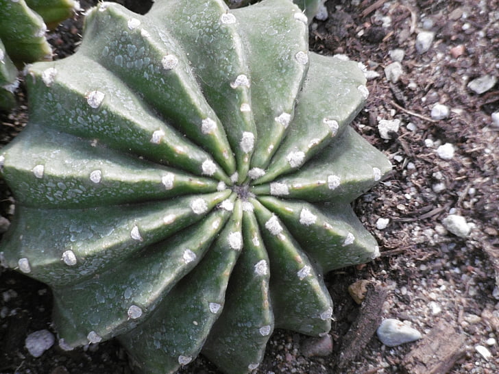 cactus, jardí botànic de Mont-real, planta