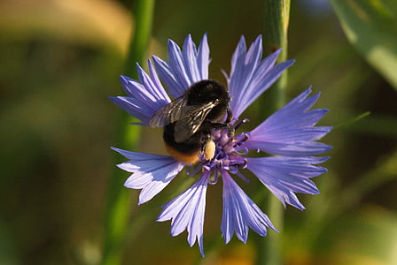 pomlad, vijolični cvetni, makro, čebela, čebela na cvet, insektov, opraševanje
