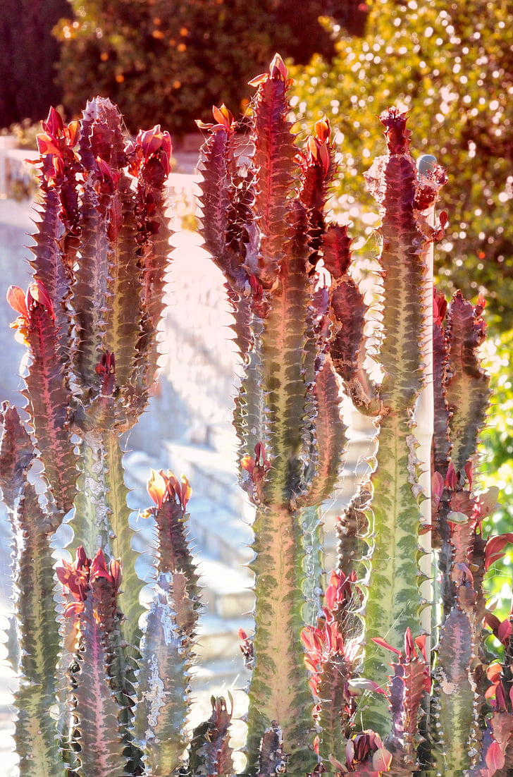 cactus, España, planta, especia