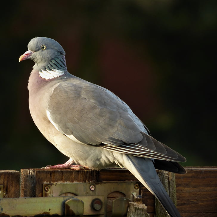 dove, plumage, bird, ringdove, feather, standing, city pigeon