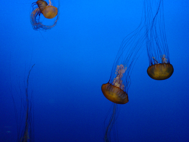 медузи, море, аквариум, морски животни, водни животни, подводни, животните