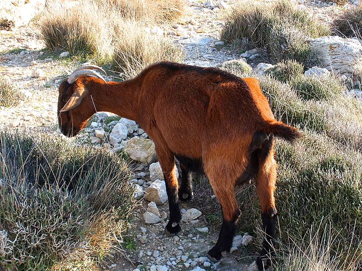 goat, mediterranean, corsica, rocky coast, running, flock, steinig