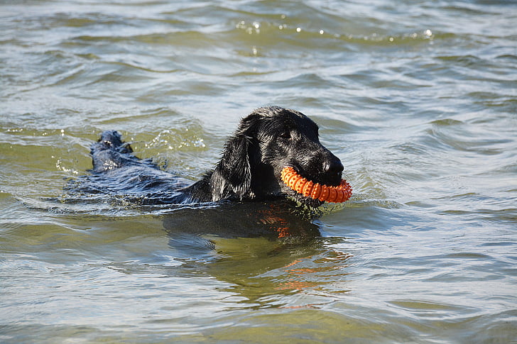 pes, prinašalec, ravno, vode, igra, zabavno, ena žival