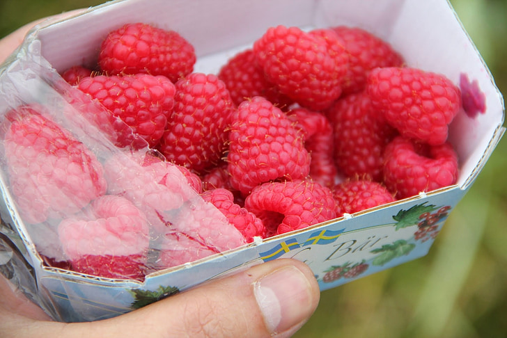 raspberries, fresh, summer, pick, fresh berries, summer time, nature