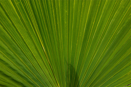 plant, blad, natuur, Palm, Marokko, exotische, groen