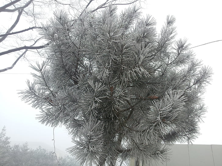 madera, árbol de invierno, flor de nieve