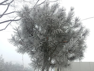 hout, winter boom, sneeuw bloem