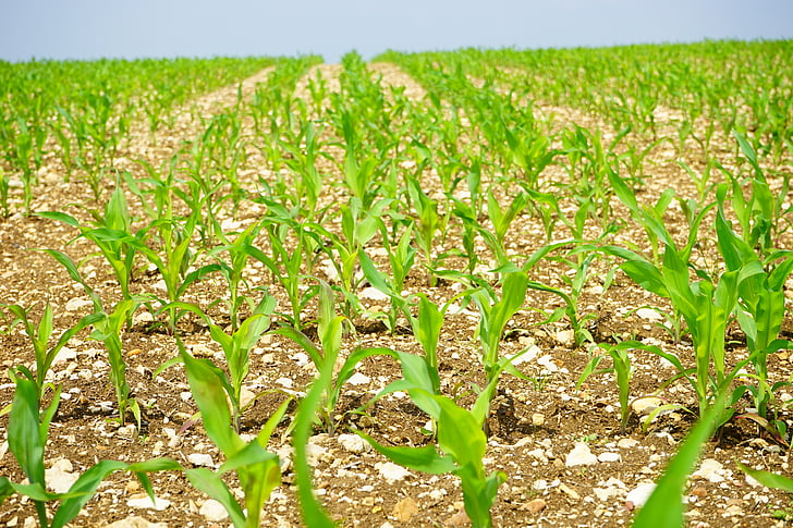 kukurūzas laukā, kukurūza, lauks, laukaugu, stādiem, Frisch, lauksaimniecība