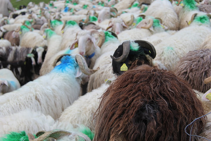 pyrénées, sheep, herd
