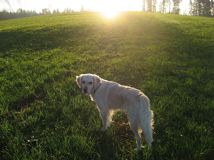 pes, slunce, zvíře, krajina, zlatý retrívr, tráva, zelená