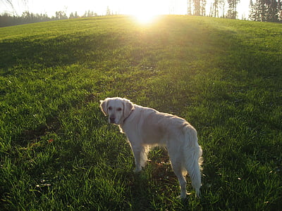 con chó, mặt trời, động vật, cảnh quan, Golden retriever, cỏ, màu xanh lá cây