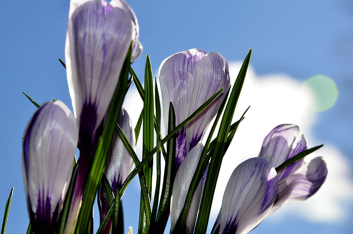 Comfort, blomster, natur, våren, blomst, Saffron, skånsom