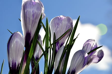 Krokus, flores, natureza, Primavera, flor, açafrão, gentil