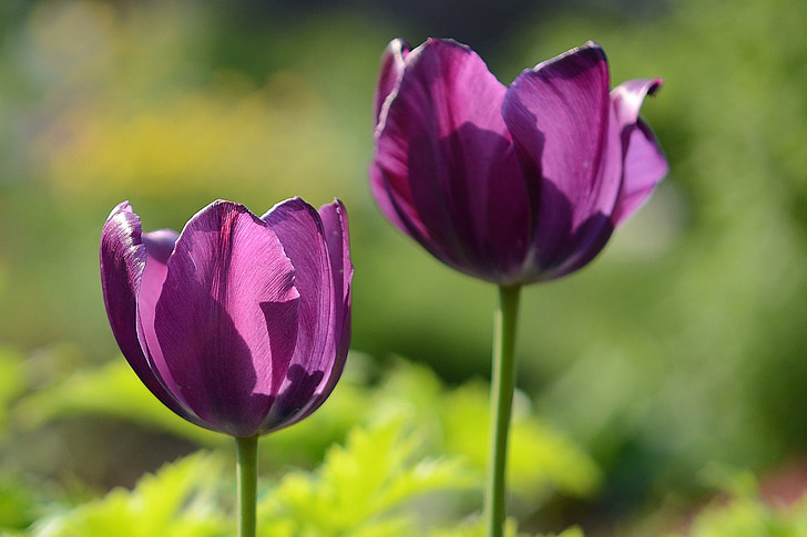 Tulip, merah muda, bunga, musim semi, alam, ungu