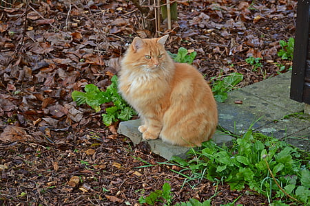 chat, chats, animal de compagnie, animaux, mammifère, Ros, cheveux longs