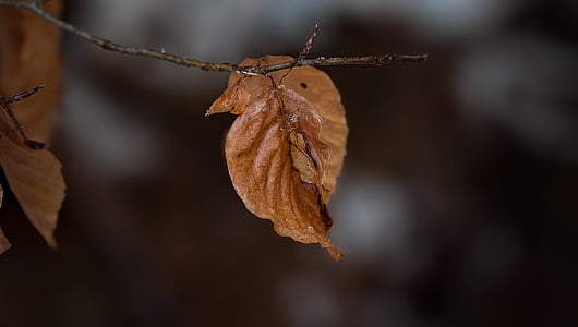 leaf, true leaves, brown, dry, nature, close