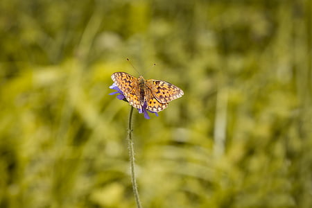 kleine en middelgrote parelmoervlinder, Argynnis niobe, edelfalter, vlinder, natuur, zomer, weide