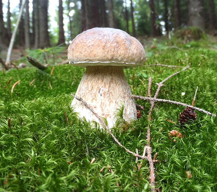 mushroom picking, boletus, moss, forest, nature, fungus, food