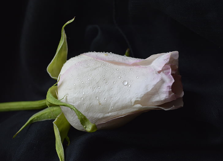 Rožė, balta, rožinė, gėlė