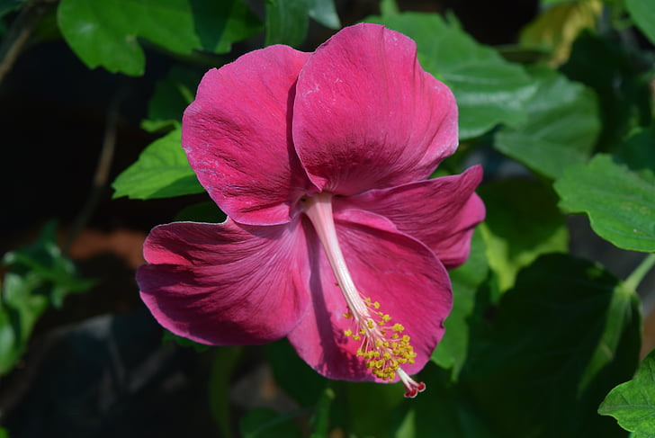 Hibiscus rosa-sinensis, virág, bíbor