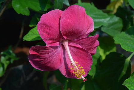 hibiscus rosa-sinensis, flower, magenta