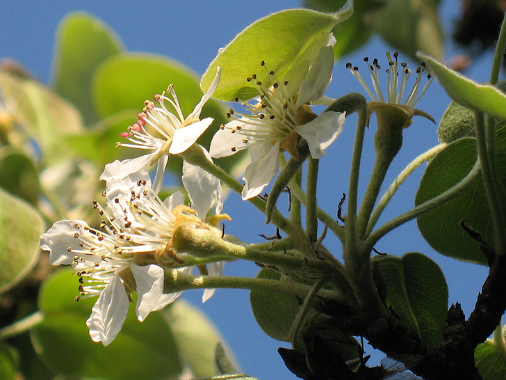 pear blossom, flower, garden, tree, blooming, season, april