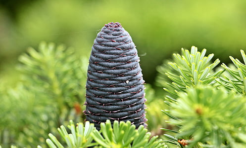 fir, pine cones, blue tap, needles, tap, conifer, green